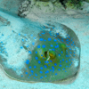 Bluespotted stingray