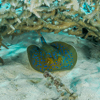 Bluespotted stingray under Staghorn coral