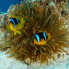 Clownfish & Sea anemone