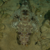 Crocodilefish