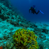 Diver & Lettuce coral