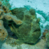 Frogfish