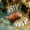 Lion fish