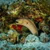 Moray eel