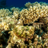 Reef stonefish