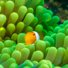 Clownfish