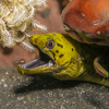 Fimbriated moray