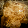 Pygmy cuttlefish