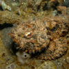 Reef stonefish