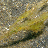 Rough snout ghost pipefish