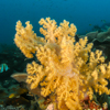 Soft coral