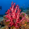 Soft coral & Diver