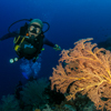 Soft coral & Diver