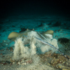 Swimming Bluespotted stingray