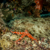 Wobbegong & Sea star