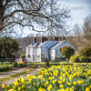 Daffodils, Warningcamp, South downs