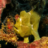 Frogfish