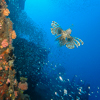Lionfish on wreck