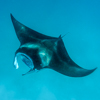 Manta ray