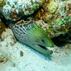 Moray eel