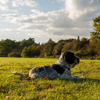 Norman in the park