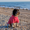 Norman on the beach