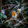 Robin, Tunbridge Wells, England