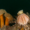 Reef landscape