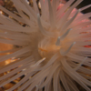 Sea anemone