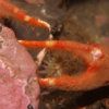 Squat lobster